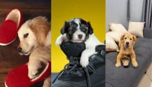 10 Possible Reasons Why Your Dog Cuddles Your Shoes